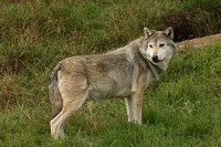 Crying wolf?