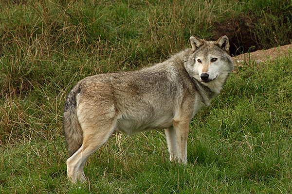 Crying wolf? Crying wolf?