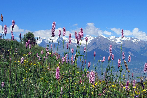 How policies can enable biodiversity How policies can enable biodiversity
