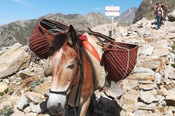 Hut transport: mules as an alternative Hut transport: mules as an alternative