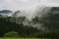 Living mountain forests