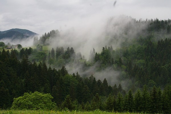Living mountain forests Living mountain forests