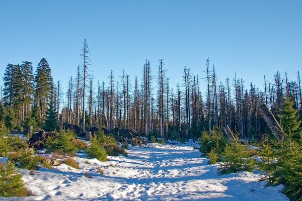 Mountain forests and climate change Mountain forests and climate change