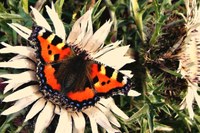 Municipal network for nature protection