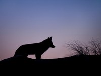 Dangers with wolves