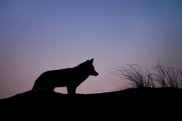 Dangers with wolves Dangers with wolves