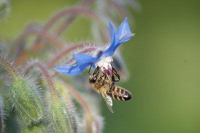 Salvation for the bees?