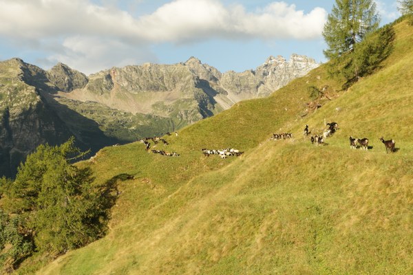 UNESCO recognizes Alpine season as cultural heritage UNESCO recognizes Alpine season as cultural heritage