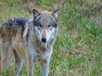 Wolves once more in the firing line