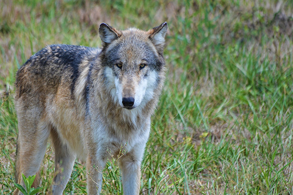 Wolves once more in the firing line Wolves once more in the firing line