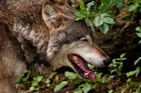 Wolves: we need to debate values openly