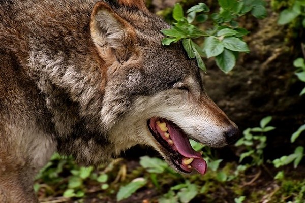 Wolves: we need to debate values openly Wolves: we need to debate values openly