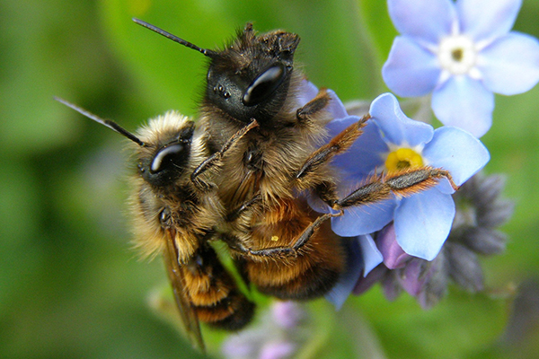 BeeAware! BeeAware!