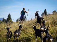 Dialogues on wolves – strengthening shepherds’ networks in the Alps
