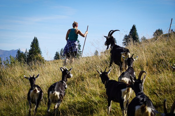 Dialogues on wolves – strengthening shepherds’ networks in the Alps Dialogues on wolves – strengthening shepherds’ networks in the Alps