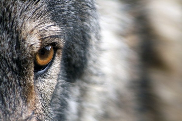 Knowledge transfer on the co-adaptation of humans and wolves in the Alpine region Knowledge transfer on the co-adaptation of humans and wolves in the Alpine region