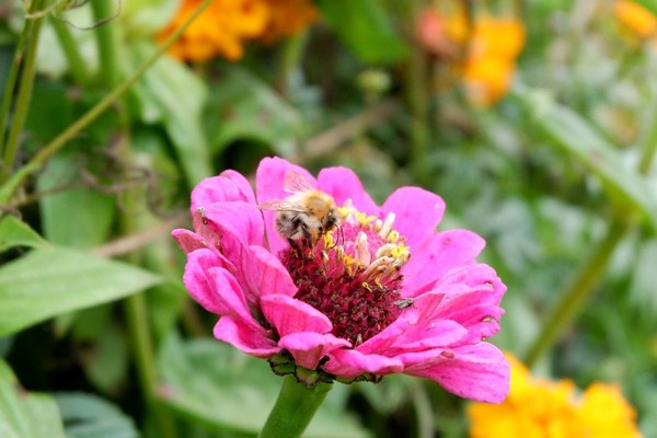 Ensemble pour les abeilles Ensemble pour les abeilles