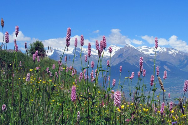 La nature dans les Alpes : appréciée et menacée La nature dans les Alpes : appréciée et menacée