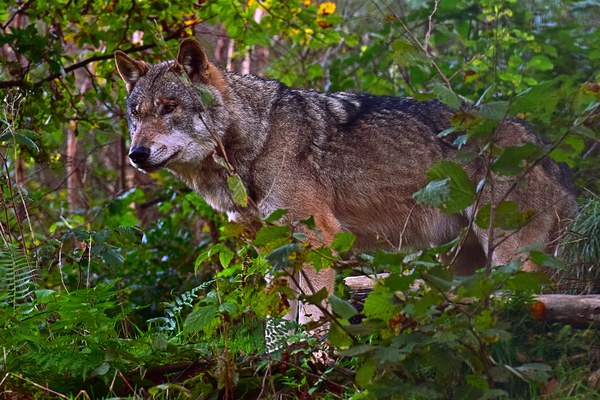 Les Alpes durables ont besoin de loups et de moutons Les Alpes durables ont besoin de loups et de moutons