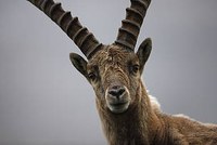 Non aux passages en force contre la biodiversité. Bouquetins du Bargy : la fin du dialogue environnemental ?