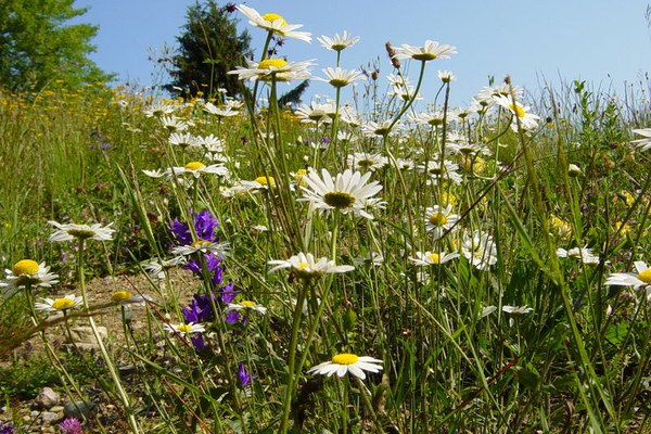 Renforcer la biodiversité dans les Alpes Renforcer la biodiversité dans les Alpes