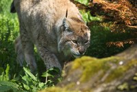 Le Lynx (Lynx lynx)