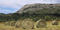 Agriculture