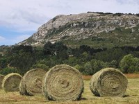 Agriculture