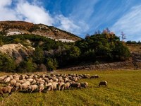 Speci'Alps en France