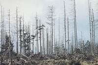 Effet protecteur des forêts après une attaque de bostryches