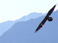 Echange transalpin dans le domaine de la recherche sur les espaces protégés