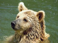 L'Italie demande une meilleure protection des grands prédateurs dans les Alpes