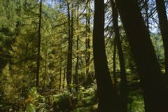 France : un programme pour mille nouvelles chaufferies bois dans les communes France : un programme pour mille nouvelles chaufferies bois dans les communes