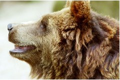 Plan de gestion pour les ours bruns Plan de gestion pour les ours bruns