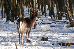 Le Liechtenstein présente le concept d'alimentation d'urgence du cerf Le Liechtenstein présente le concept d'alimentation d'urgence du cerf