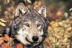 Menace sur le loup en France Menace sur le loup en France