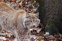 " Grands carnivores " : une nouvelle plate-forme de la Convention alpine " Grands carnivores " : une nouvelle plate-forme de la Convention alpine