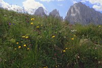 L'Année internationale de la biodiversité a débuté