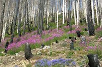 Vivre avec les incendies de forêt
