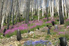 Vivre avec les incendies de forêt Vivre avec les incendies de forêt