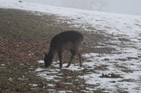Rapport d'expertise sur les conflits entre forêt et gibier en Allemagne