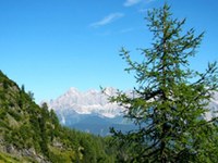 Changement climatique : la tordeuse du mélèze grignote moins de mélèzes