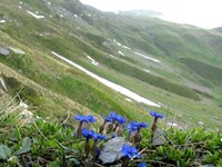 La disparition des espèces particulièrement marquée en montagne