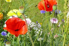 Valoriser la biodiversité des espaces agricoles Valoriser la biodiversité des espaces agricoles