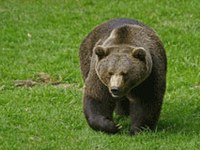 Le retour de l'ours