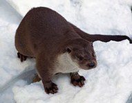 Le retour de la loutre