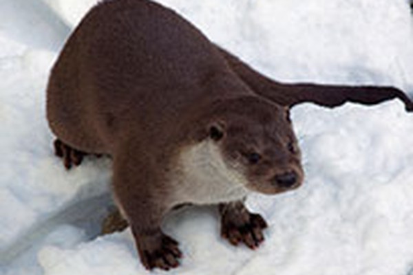 Le retour de la loutre Le retour de la loutre