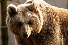 Point de vue de la CIPRA : Plaidoyer pour un ours mort Point de vue de la CIPRA : Plaidoyer pour un ours mort