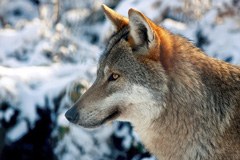 Mobilisation commune pour le loup Mobilisation commune pour le loup