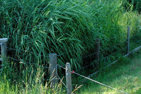 Premières stations de phytoépuration pour des refuges alpins Premières stations de phytoépuration pour des refuges alpins